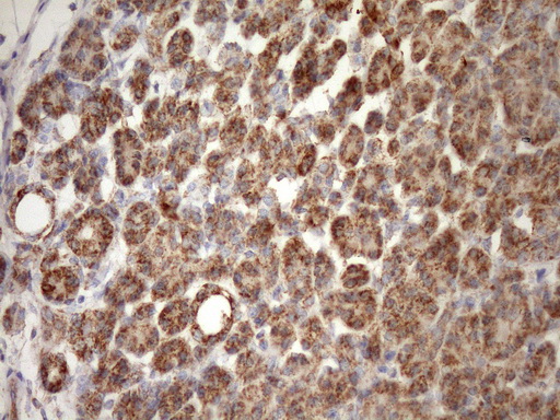 m04108 anti stoml2 mouse monoclonal antibody clone id oti1f5 ihc testing 3
