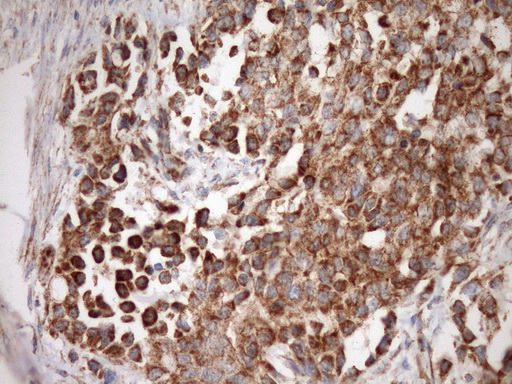 m04108 anti stoml2 mouse monoclonal antibody clone id oti1f5 ihc testing 7