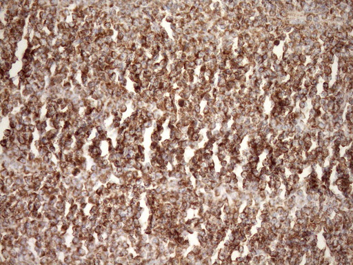 m04108 anti stoml2 mouse monoclonal antibody clone id oti1f5 ihc testing 8
