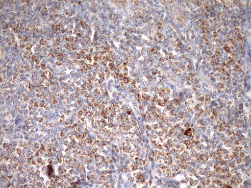 m04108 anti stoml2 mouse monoclonal antibody clone id oti1f5 ihc testing 9