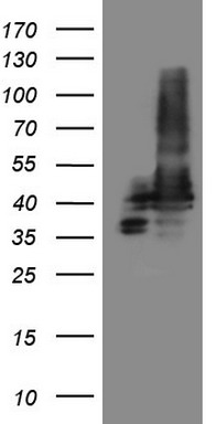 m04108 anti stoml2 mouse monoclonal antibody clone id oti1f5 wb testing 1