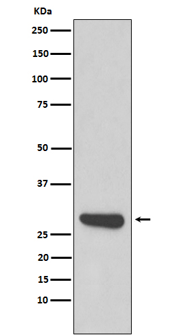Western blot analysis of Calpain small subunit 1 expression in 293T cell lysate