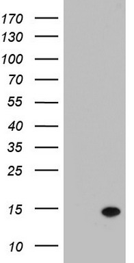 HEK293T cells were transfected with the pCMV6-ENTRY control (Left lane) or pCMV6-ENTRY LGALS2 (Right lane) cDNA for 48 hrs and lysed