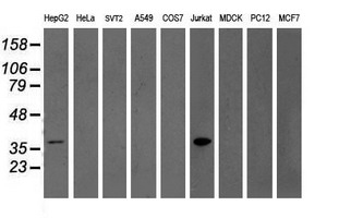 Western blot analysis of extracts (35ug) from 9 different cell lines by using anti-GRAP2 monoclonal antibody