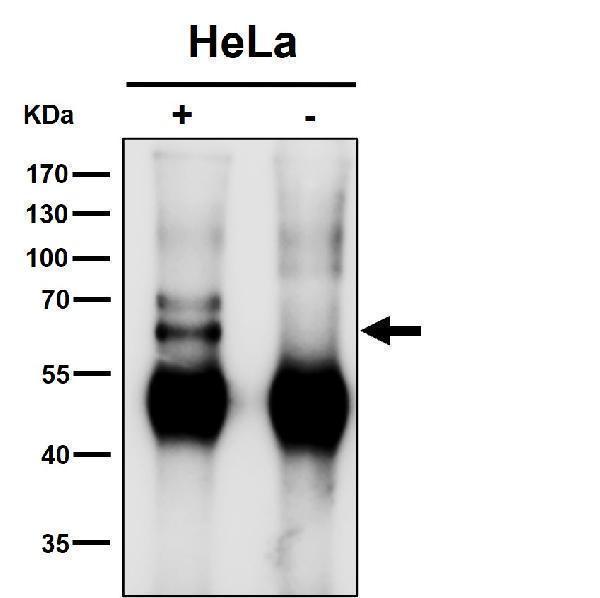 Immunoprecipitate (IP) analysis using the Antibody at 1:50 dilution