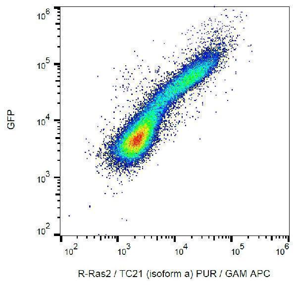 Flow cytometry analysis (intracellular staining) of R-Ras2/TC21 in HEK-293 R-Ras2-GFP transfectants using monoclonal antibody EM-50, purified / GAM-APC