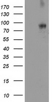 m04118 anti dpp10 mouse monoclonal antibody clone id oti1a5 wb testing 1