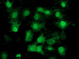m04125 1 anti eif1 mouse monoclonal antibody clone id oti2b9 if testing 7