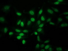 m04125 1 anti eif1 mouse monoclonal antibody clone id oti2b9 if testing 8