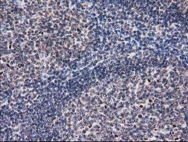 m04125 1 anti eif1 mouse monoclonal antibody clone id oti2b9 ihc testing 3