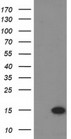m04125 1 anti eif1 mouse monoclonal antibody clone id oti2b9 wb testing 1