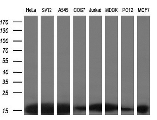 m04125 1 anti eif1 mouse monoclonal antibody clone id oti2b9 wb testing 2