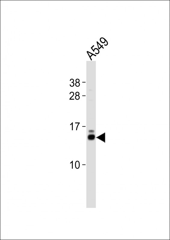 m04125 anti eif1 antibody c term wb testing 1