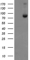 m04131 anti snon skil mouse monoclonal antibody clone id oti2f6 wb testing 1