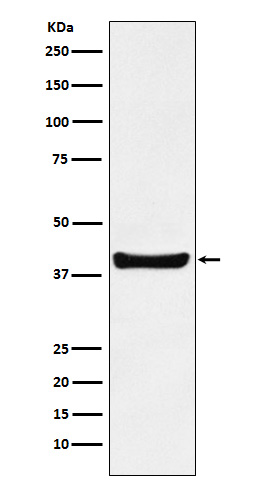 Western blot analysis of p40 expression in HepG2 cell lysate.