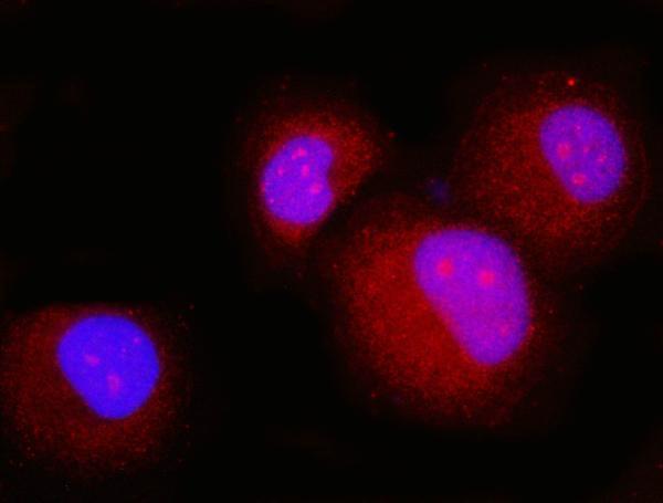 IF analysis of p23/PTGES3 using anti-p23/PTGES3 antibody (M04136-3)