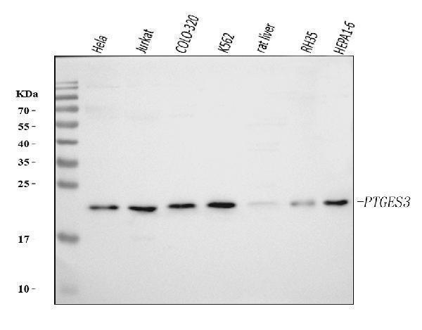  Western blot analysis of p23/PTGES3 using anti-p23/PTGES3 antibody (M04136-3)
