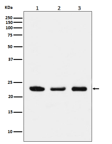 Western blot analysis of p23 expression in (1) HeLa cell lysate; (2) NIH/3T3 cell lysate; (3) PC12 cell lysate