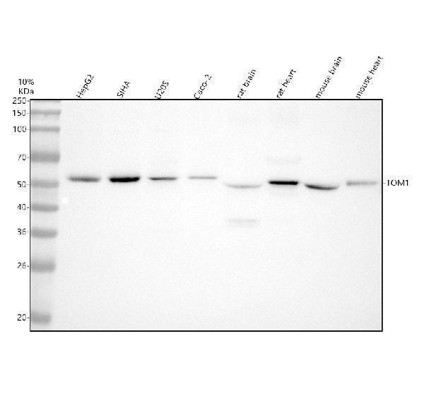m04143 tom1 primary antibodies wb testing 1