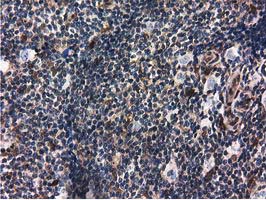 m04147 1 anti ribonuclease inhibitor rnh1 mouse monoclonal antibody clone id oti3f11 ihc testing 10