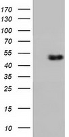 m04147 1 anti ribonuclease inhibitor rnh1 mouse monoclonal antibody clone id oti3f11 wb testing 1