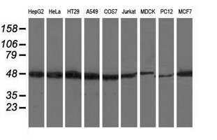 m04147 1 anti ribonuclease inhibitor rnh1 mouse monoclonal antibody clone id oti3f11 wb testing 2
