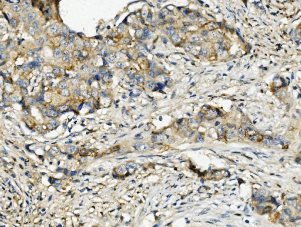 m04147 rnh1 primary antibodies ihc testing 2