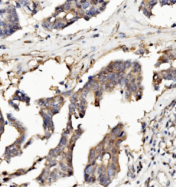 m04147 rnh1 primary antibodies ihc testing 3