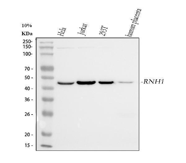 m04147 rnh1 primary antibodies wb testing 1_1