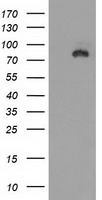 m04152 anti sap102 dlg3 mouse monoclonal antibody clone id oti3f2 wb testing 1