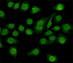 m04154 nfic primary antiboties icc testing 2