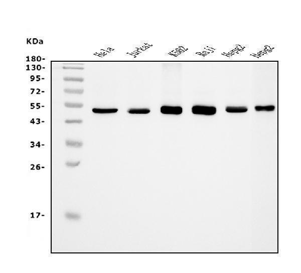 m04157 1 etf1_erf1 primary antibodies wb testing 1