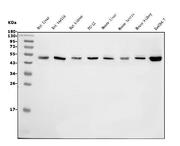 m04157 1 etf1_erf1 primary antibodies wb testing 2
