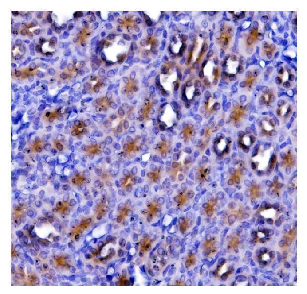m04157 etf1 primary antibodies ihc testing 12