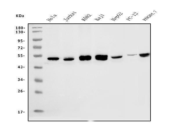 m04157 etf1 primary antibodies wb testing 1