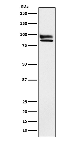 Western blot analysis of OS9 expression in HeLa cell lysate