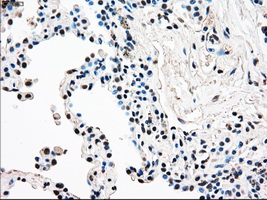 m04161 1 anti rad9 rad9a mouse monoclonal antibody clone id oti7b11 ihc testing 3