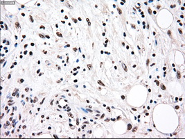 m04161 1 anti rad9 rad9a mouse monoclonal antibody clone id oti7b11 ihc testing 4