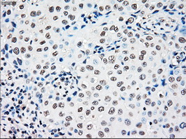 m04161 1 anti rad9 rad9a mouse monoclonal antibody clone id oti7b11 ihc testing 5