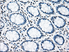 m04161 1 anti rad9 rad9a mouse monoclonal antibody clone id oti7b11 ihc testing 6