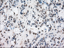 m04161 1 anti rad9 rad9a mouse monoclonal antibody clone id oti7b11 ihc testing 7
