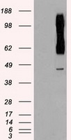 m04161 1 anti rad9 rad9a mouse monoclonal antibody clone id oti7b11 wb testing 1