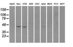 m04161 1 anti rad9 rad9a mouse monoclonal antibody clone id oti7b11 wb testing 2