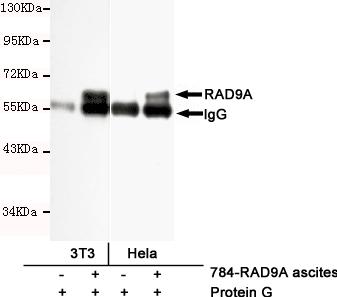 m04161 rad9a primary antiboties ip testing 4