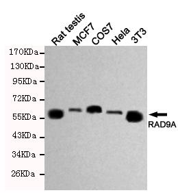 m04161 rad9a primary antiboties wb testing 1