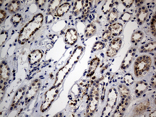m04163 anti naga mouse monoclonal antibody clone id oti3a4 ihc testing 4