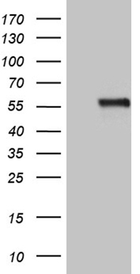 m04163 anti naga mouse monoclonal antibody clone id oti3a4 wb testing 1