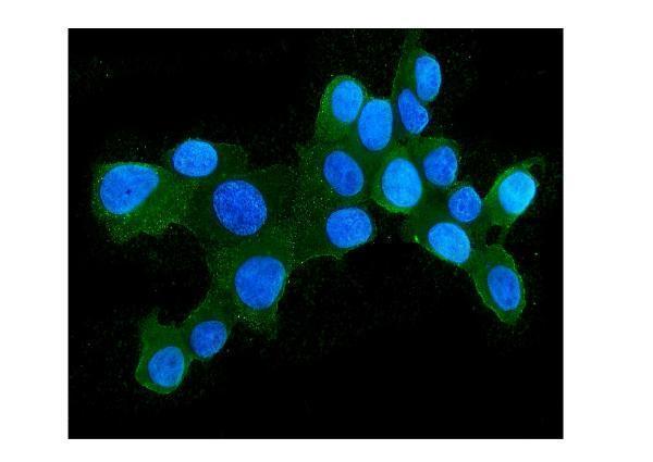 m04168 1 hsph1 primary antibodies if testing 8