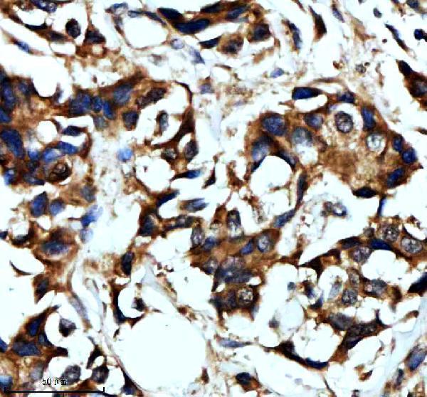 m04168 hsph1 primary antibodies ihc testing 1