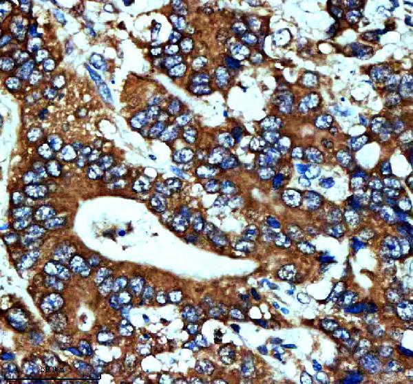 m04168 hsph1 primary antibodies ihc testing 2
